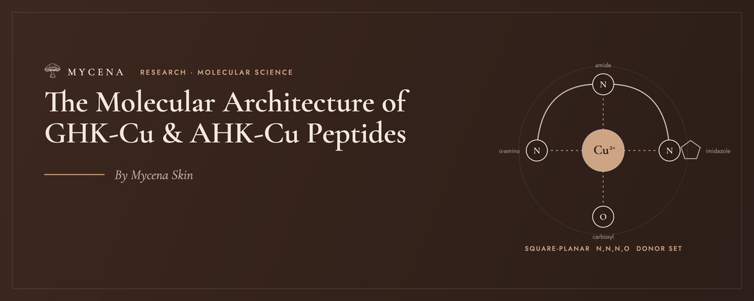 The Molecular Architecture of GHK-Cu & AHK-Cu Peptides — by Mycena Skin
