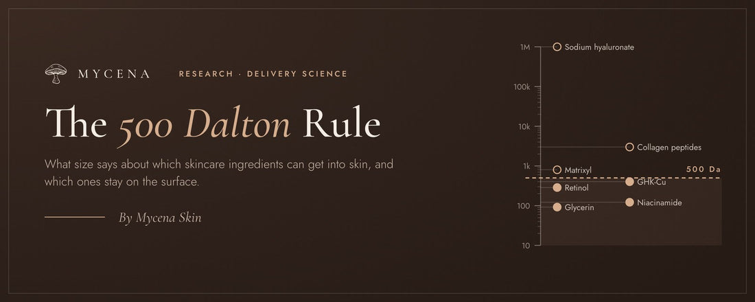 The 500 Dalton Rule: What Can Actually Get Into Your Skin