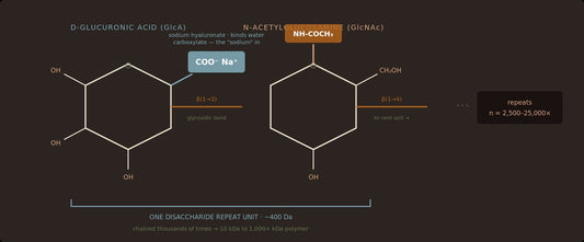 Sodium Hyaluronate: The Salt That Holds Water